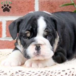 Parker, English Bulldog Puppy
