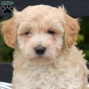 Parker, Maltipoo Puppy