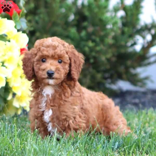 Parker, Miniature Poodle Puppy