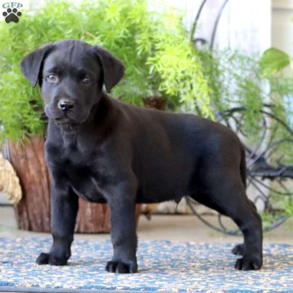 Parker, Black Labrador Retriever Puppy
