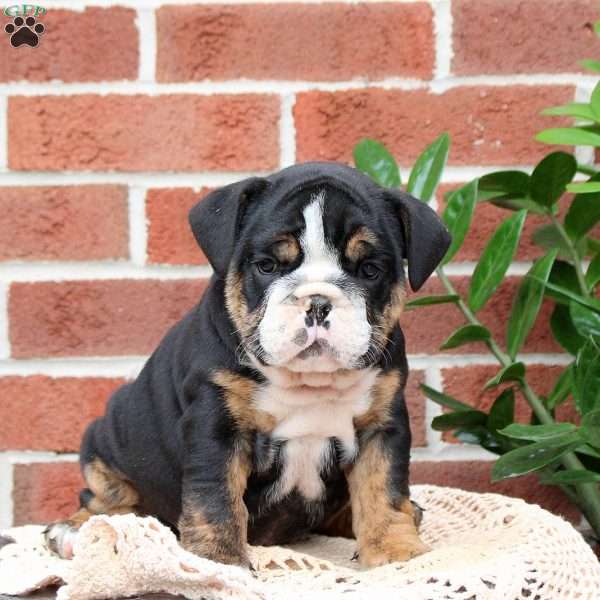 Pasha, English Bulldog Puppy