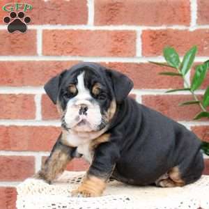 Pasha, English Bulldog Puppy