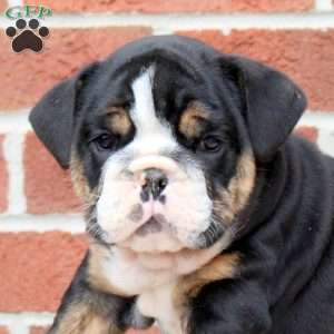 Pasha, English Bulldog Puppy