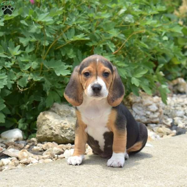 Patch, Beagle Puppy