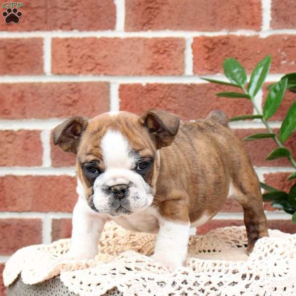 Patches, English Bulldog Puppy