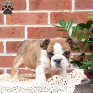 Patches, English Bulldog Puppy