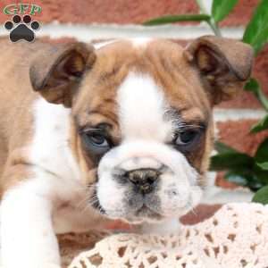 Patches, English Bulldog Puppy