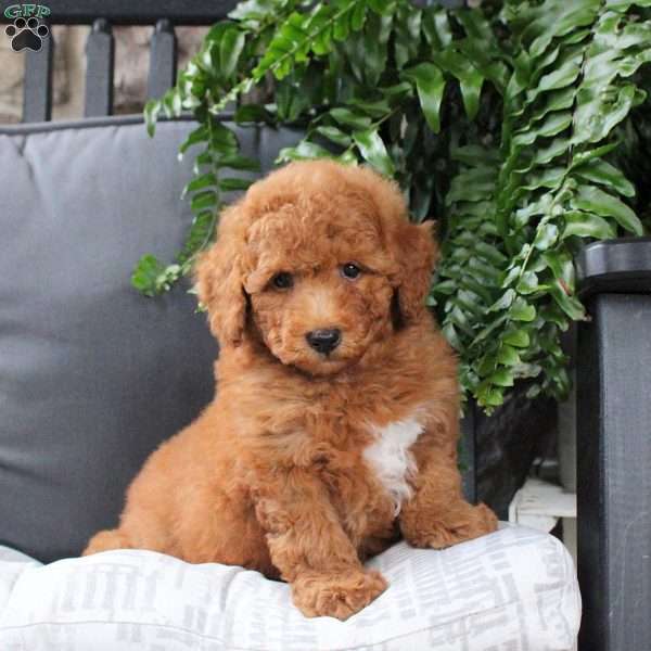Patrick, Bich-Poo Puppy