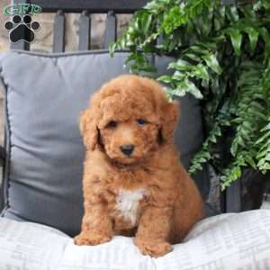 Patrick, Bich-Poo Puppy