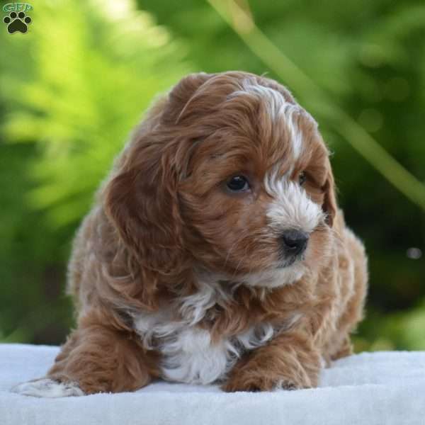 Paxton, Cavapoo Puppy