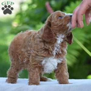 Paxton, Cavapoo Puppy