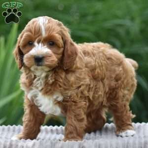 Paxton, Cavapoo Puppy