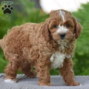 Paxton, Cavapoo Puppy