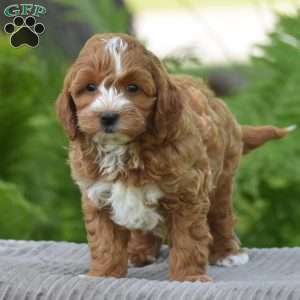 Paxton, Cavapoo Puppy
