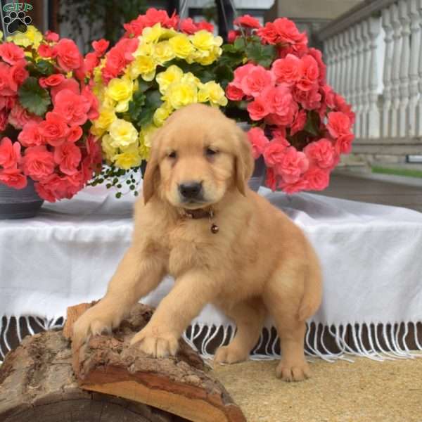 Paxton, Golden Retriever Puppy
