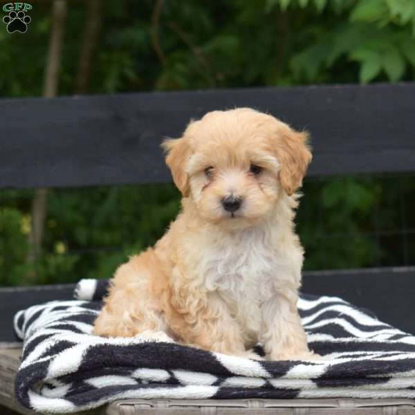 Peach, Maltipoo Puppy