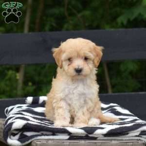 Peach, Maltipoo Puppy