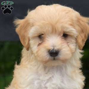 Peach, Maltipoo Puppy