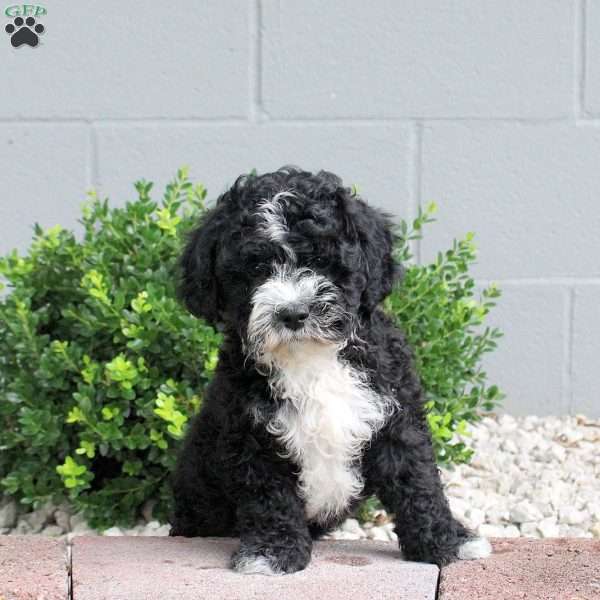 Peaches, Havapoo Puppy