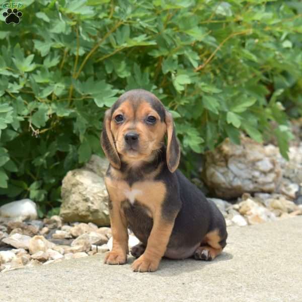 Peaches, Beagle Puppy