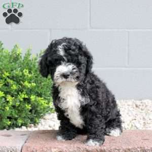 Peaches, Havapoo Puppy