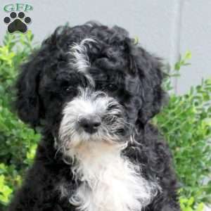 Peaches, Havapoo Puppy