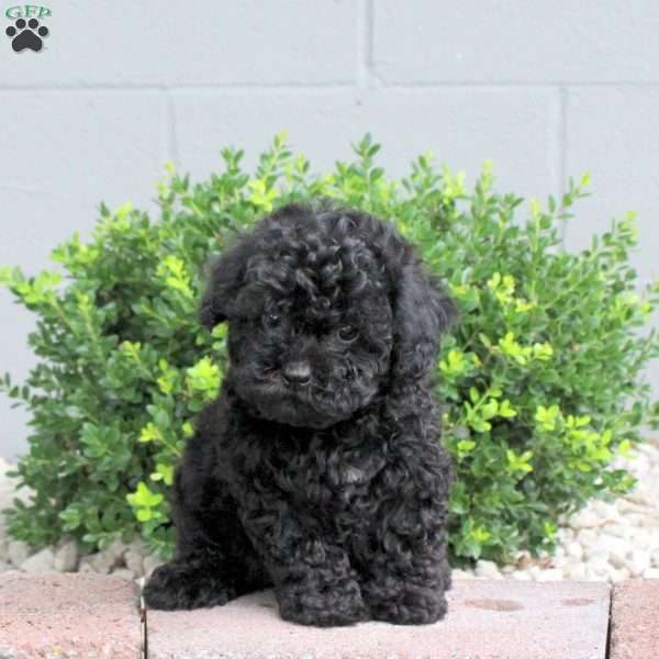 Peanut, Havapoo Puppy