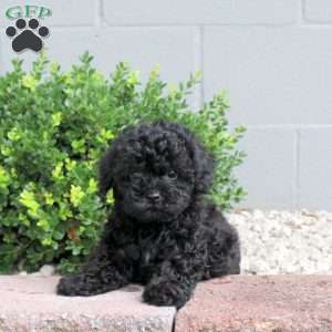 Peanut, Havapoo Puppy