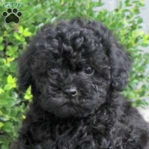 Peanut, Havapoo Puppy