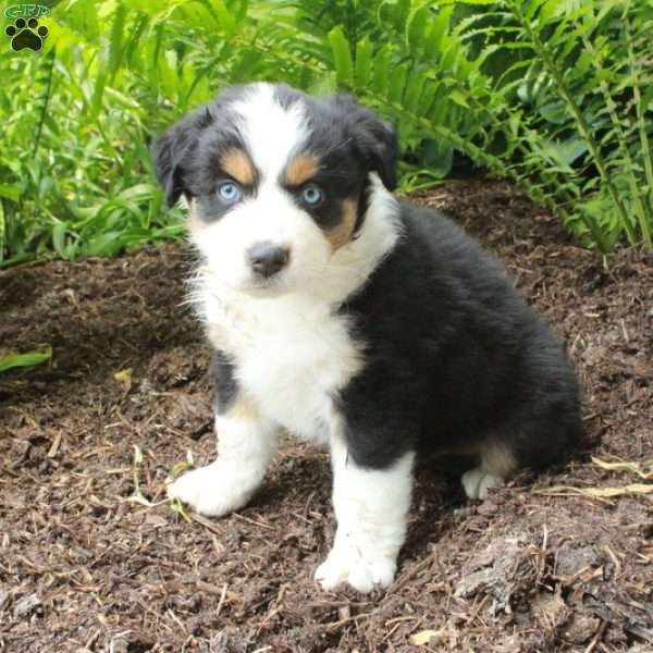 Pearl, Australian Shepherd Puppy