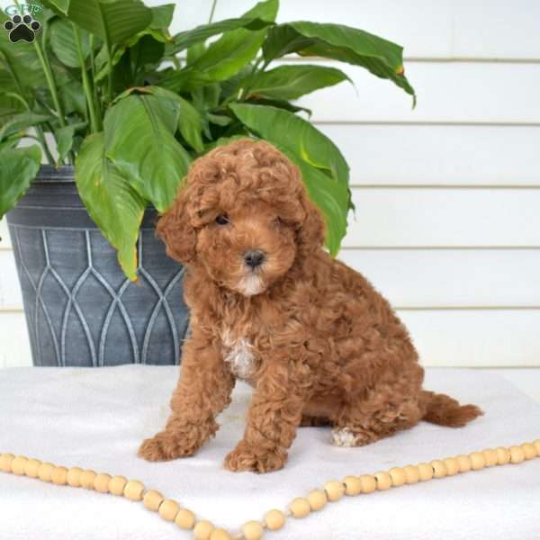 Pebbles, Mini Goldendoodle Puppy
