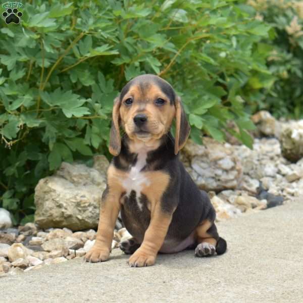 Pebbles, Beagle Puppy