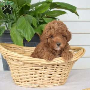 Pebbles, Mini Goldendoodle Puppy