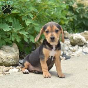 Pebbles, Beagle Puppy