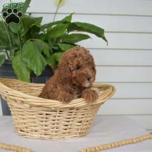 Pebbles, Mini Goldendoodle Puppy