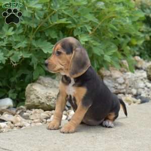 Pebbles, Beagle Puppy