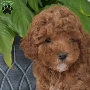 Pebbles, Mini Goldendoodle Puppy