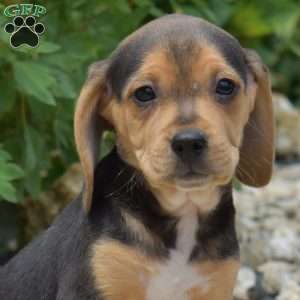 Pebbles, Beagle Puppy