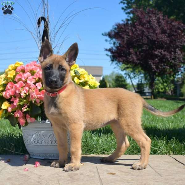 Penelope, Belgian Malinois Mix Puppy