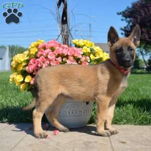 Penelope, Belgian Malinois Mix Puppy