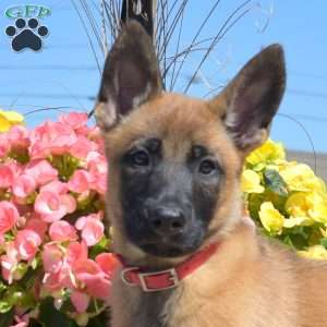 Penelope, Belgian Malinois Mix Puppy