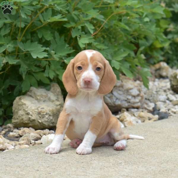Penny, Beagle Puppy
