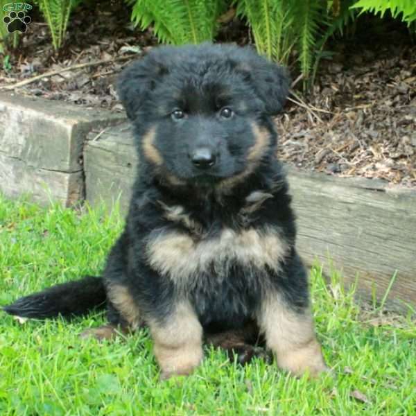 Penny, German Shepherd Puppy