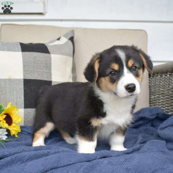 Penny, Pembroke Welsh Corgi Puppy