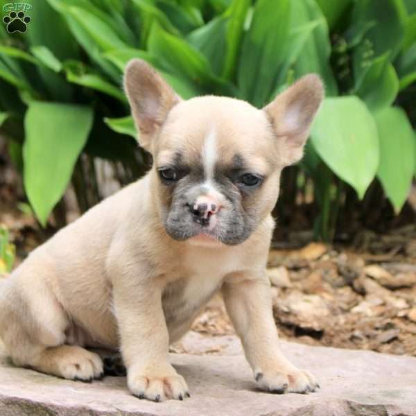 Penny, French Bulldog Puppy