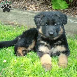 Penny, German Shepherd Puppy