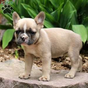 Penny, French Bulldog Puppy
