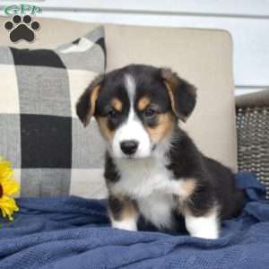 Penny, Pembroke Welsh Corgi Puppy
