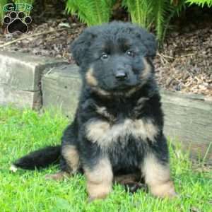 Penny, German Shepherd Puppy