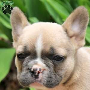 Penny, French Bulldog Puppy